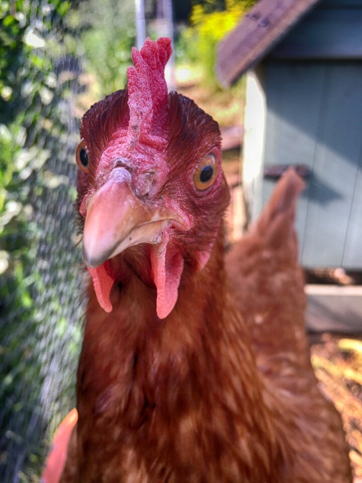 Hen poultry domestic