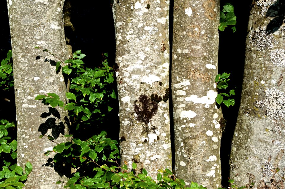 Tree bark tree fungi book