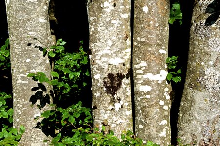 Tree bark tree fungi book