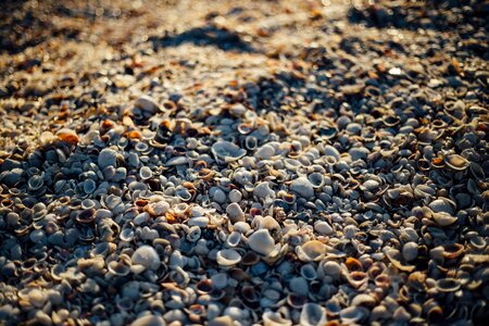 Shore mussels shells