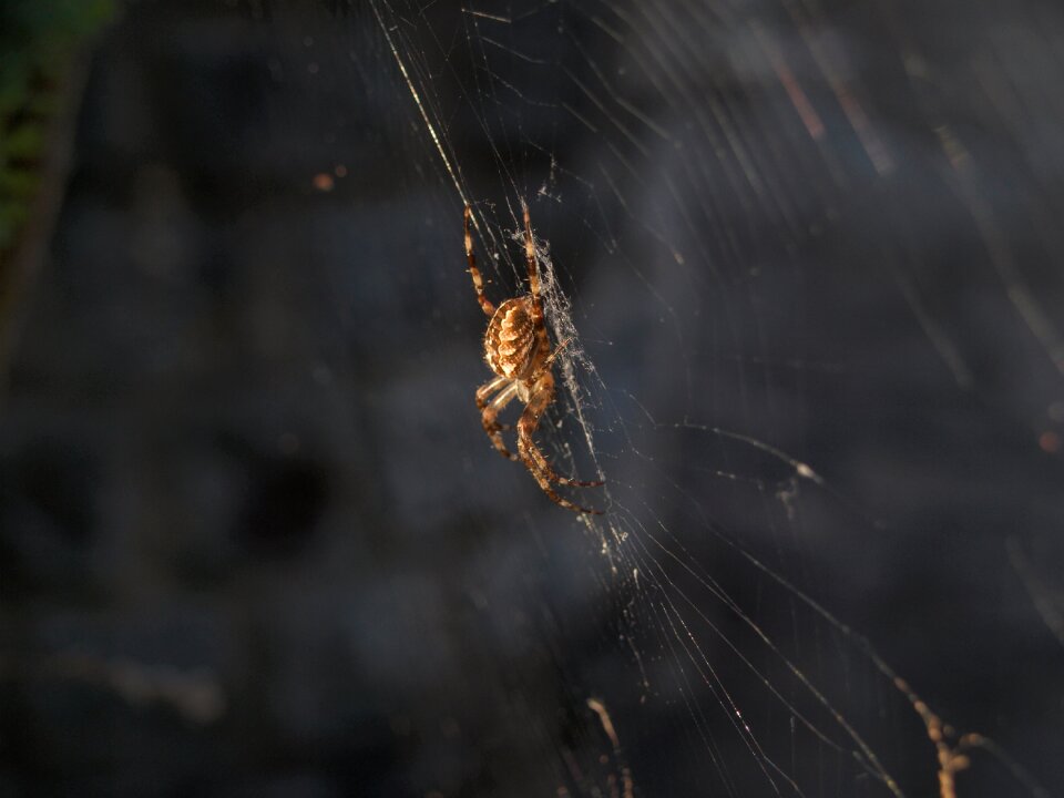 Creepy fear of spiders horror