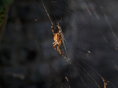 Creepy fear of spiders horror