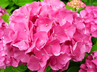 Pink flower flower garden pink
