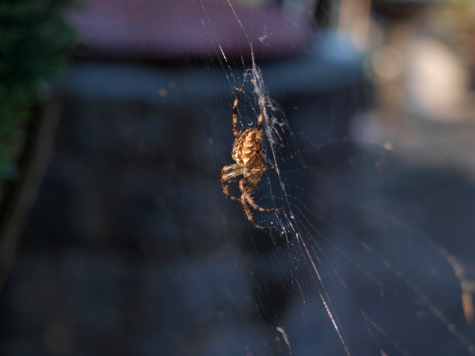 Insect araneus close up