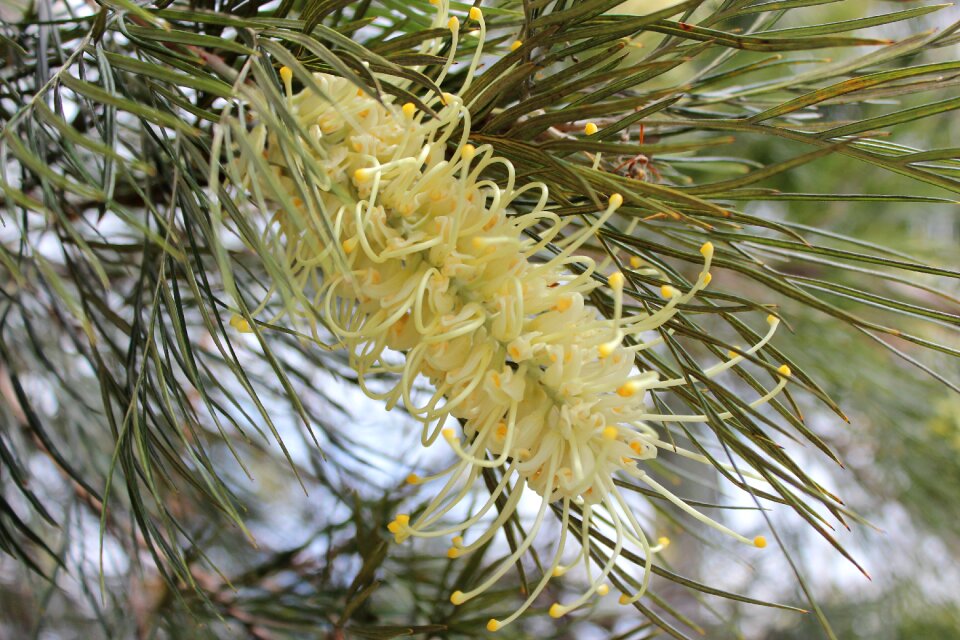 Australian nature yellow