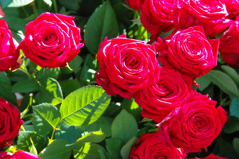 Bloom summer rose flower