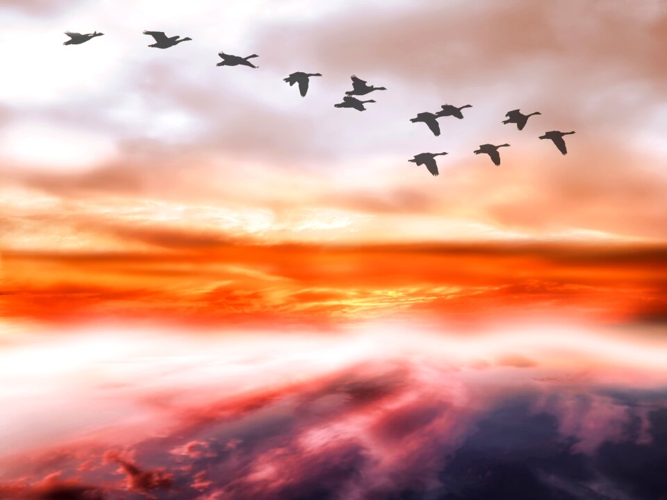 Flightless geese covered sky birds