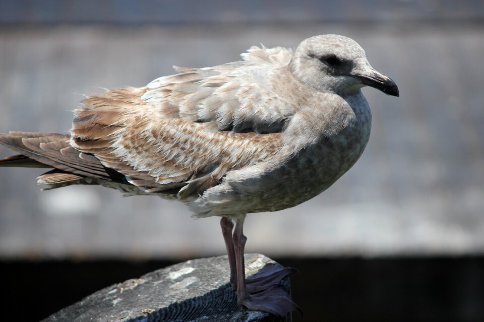 Seagull marina bird