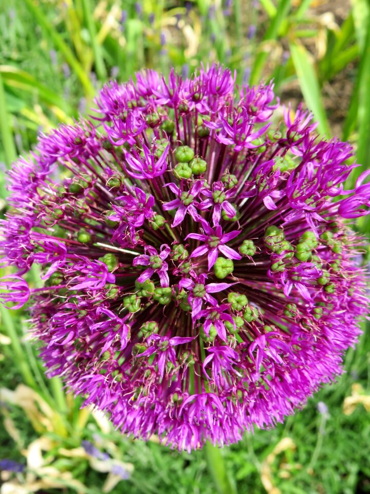 Garden round pompom photo