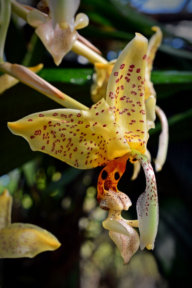 Flower close up yellow photo