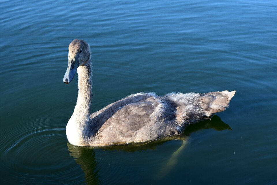 Milton keynes wildlife fauna