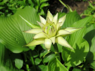 Spiky leaf foliage photo