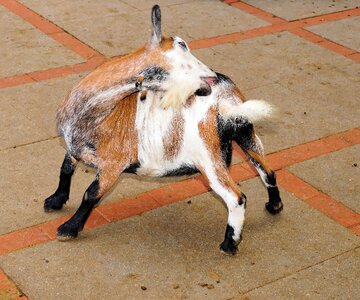 Kid domestic goat livestock photo