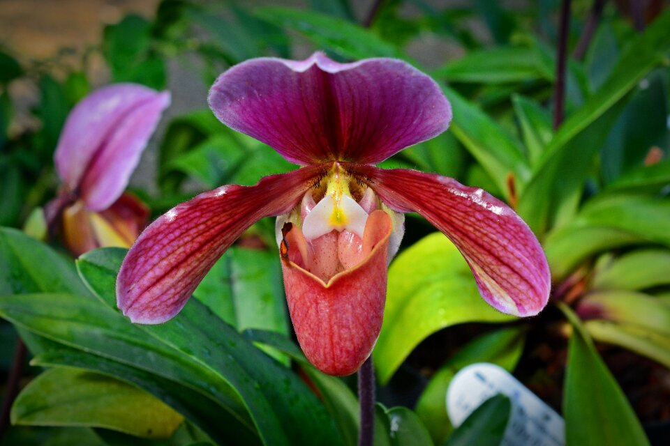 Bloom flower close up