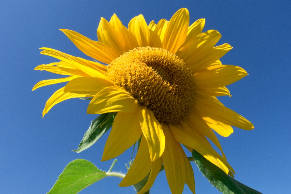 Nature blossom bloom photo