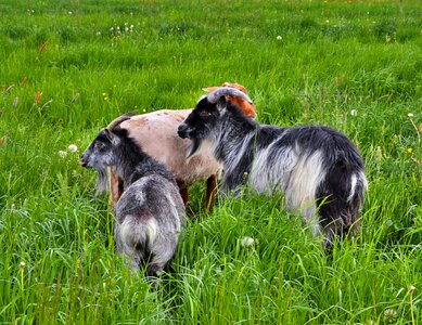 Goats pasture grey white