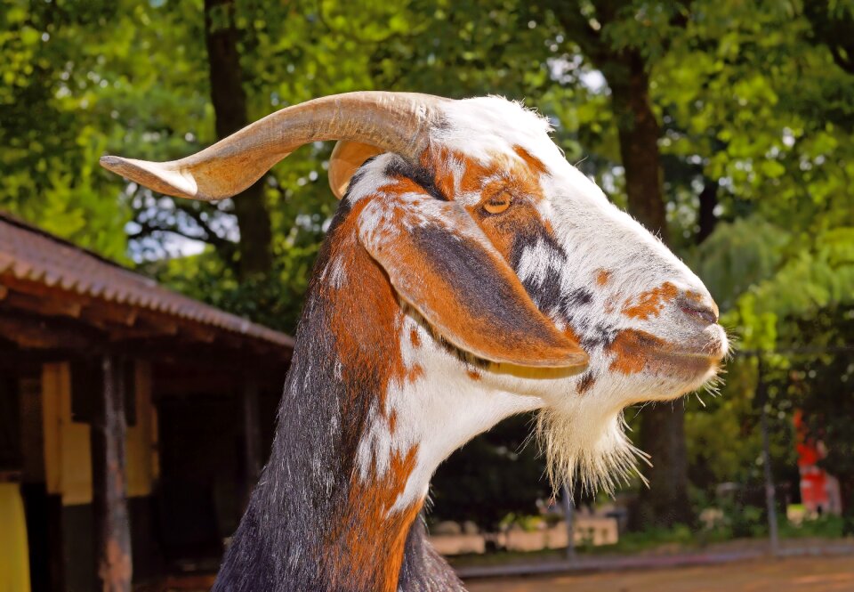 Nature horns domestic goat