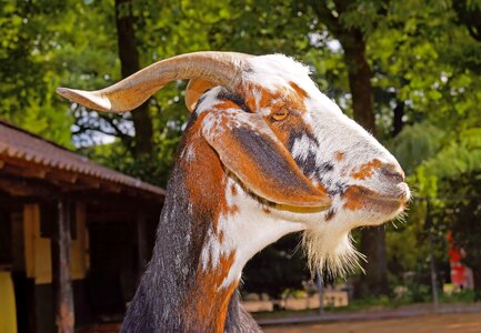 Nature horns domestic goat photo