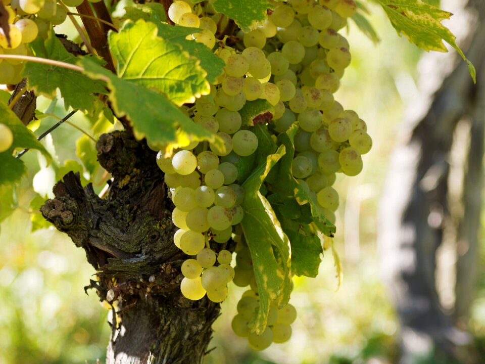 Burgundy cluster bunch of grapes