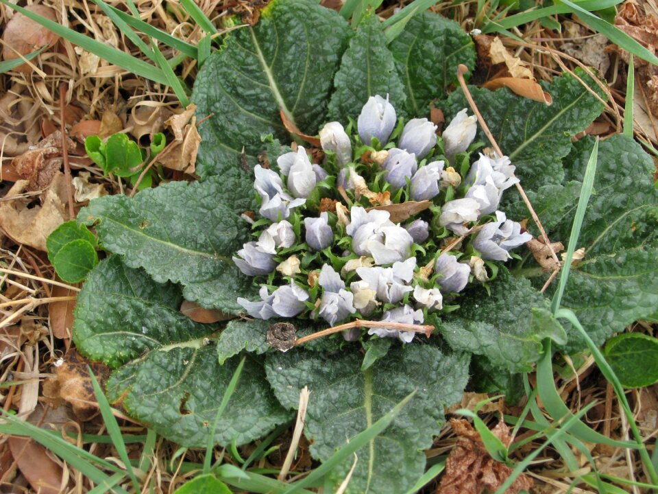 Plant root mandragora