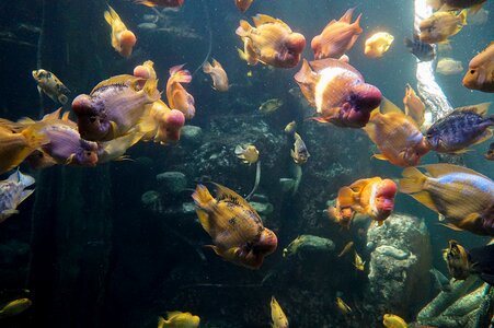 Swim sea ​​aquarium underwater world