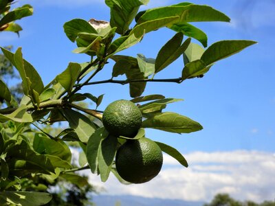 Plant wild finca photo