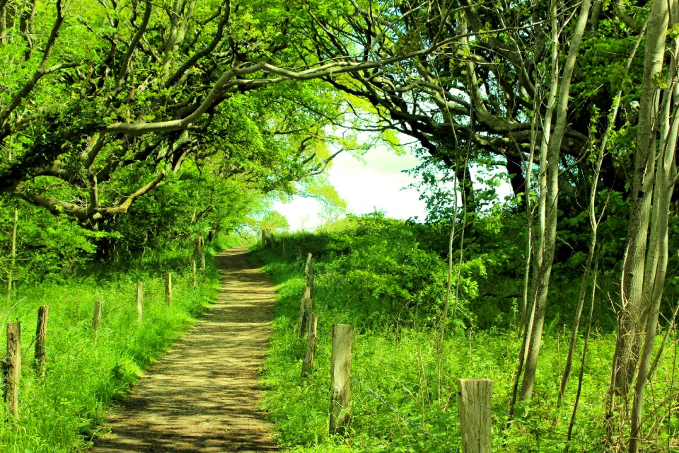 Trees away nature