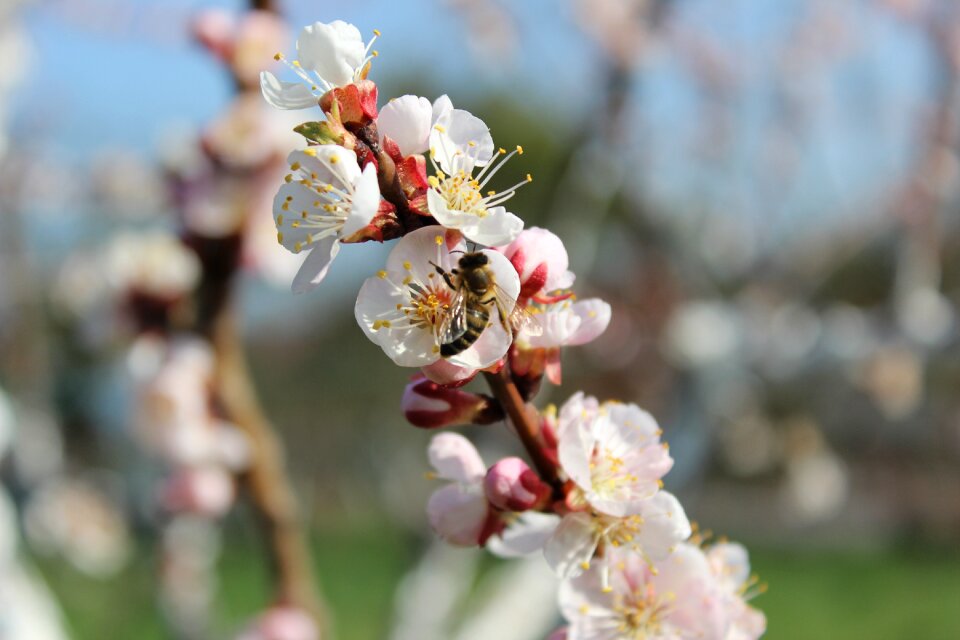 Blossom season pollination photo