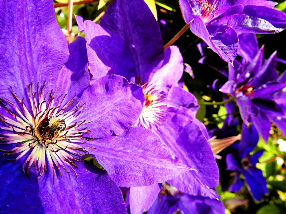 Bloom purple nature photo