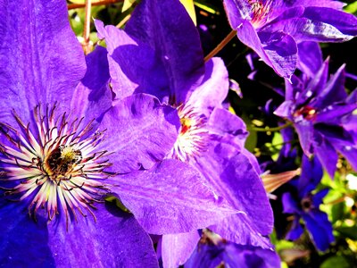 Bloom purple nature