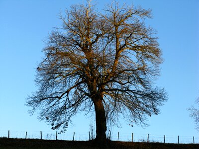 Chestnut winter no foliage