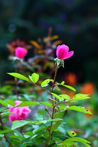 Spring button beautiful