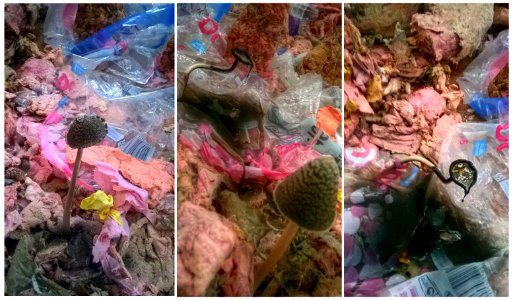 Des (vrais) champignons dans l'atelier 