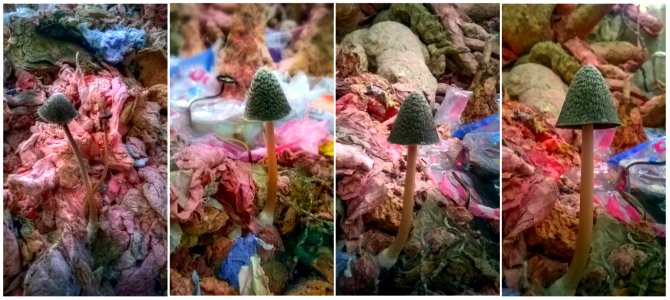 Des (vrais) champignons dans l'atelier 