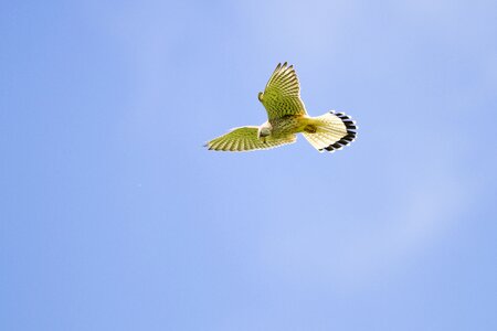 Vibrating flight raptor freilebend