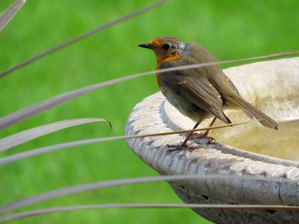Garden british redbreast