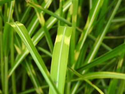 Bamboo leaves leaf