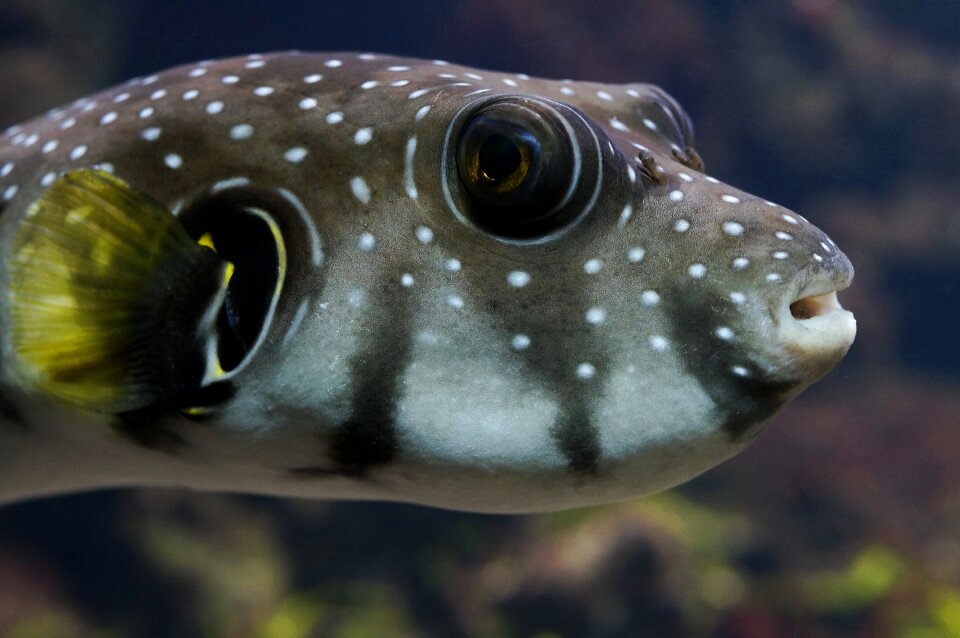 Underwater world close up reef photo