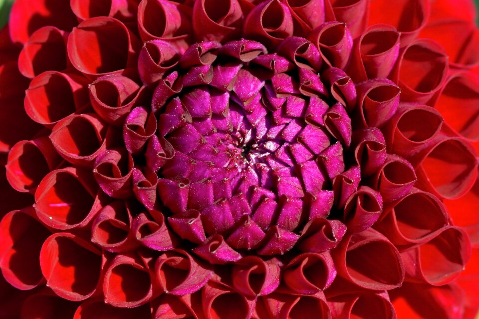 Bloom flower garden
