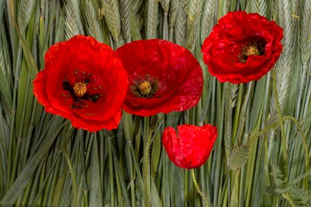 Klatschmohn cereals poppy flower