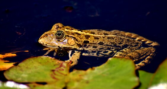 Water frog frog pond high photo