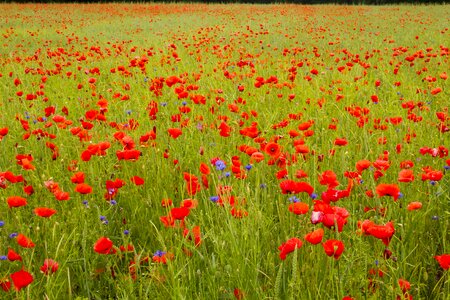 Red red poppy thriving mohnfeld