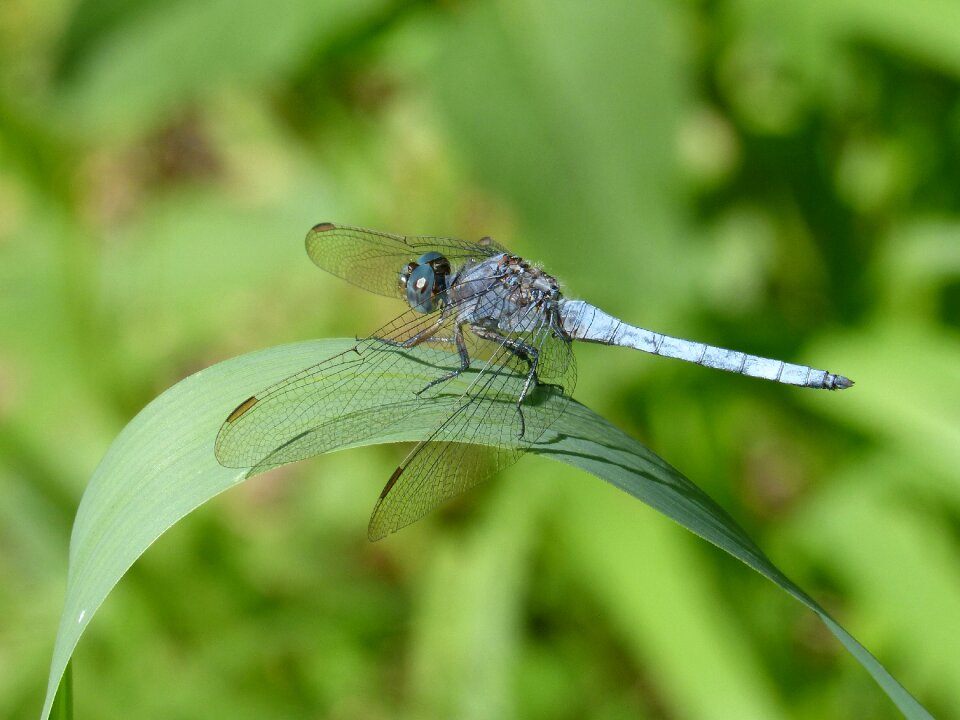 Orthetrum cancellatum dragonfly river