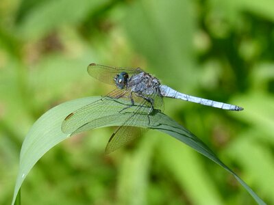 Orthetrum cancellatum dragonfly river photo