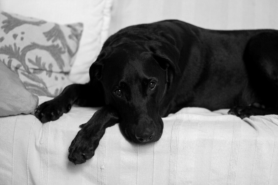 Labrador retriever dog