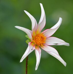 Nature dahlia white photo