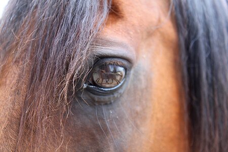 Dream equine wild