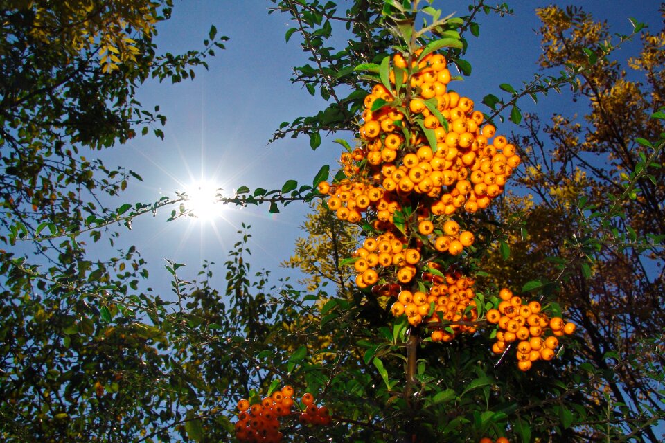 Crop berry crop yellow fruit