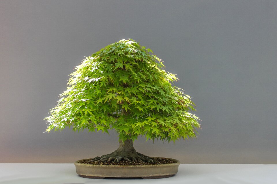 Culture japan horticulture