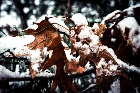 Leaf tree cold photo